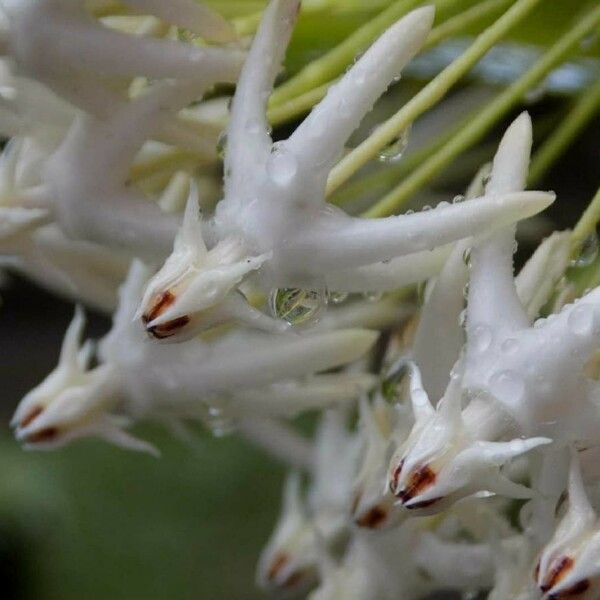 Hoya multiflora Цвят