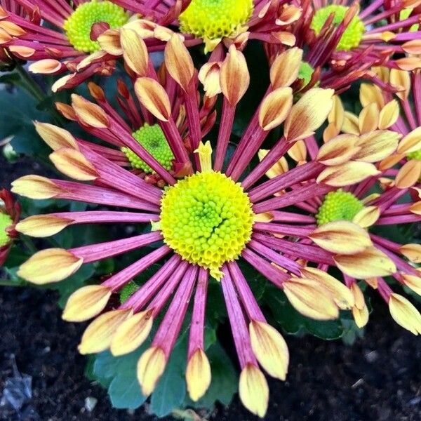 Chrysanthemum × morifolium Blüte