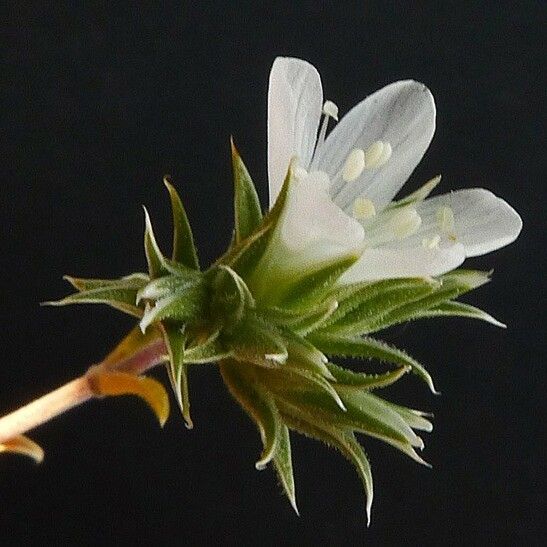 Arenaria aggregata Квітка