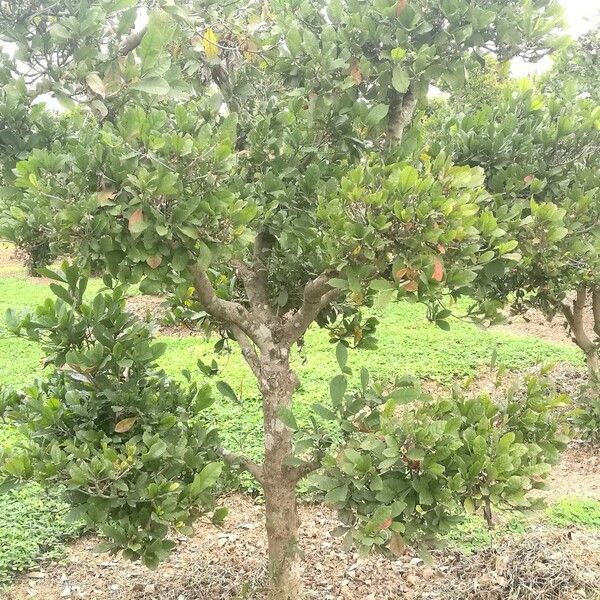 Synsepalum dulcificum Natur