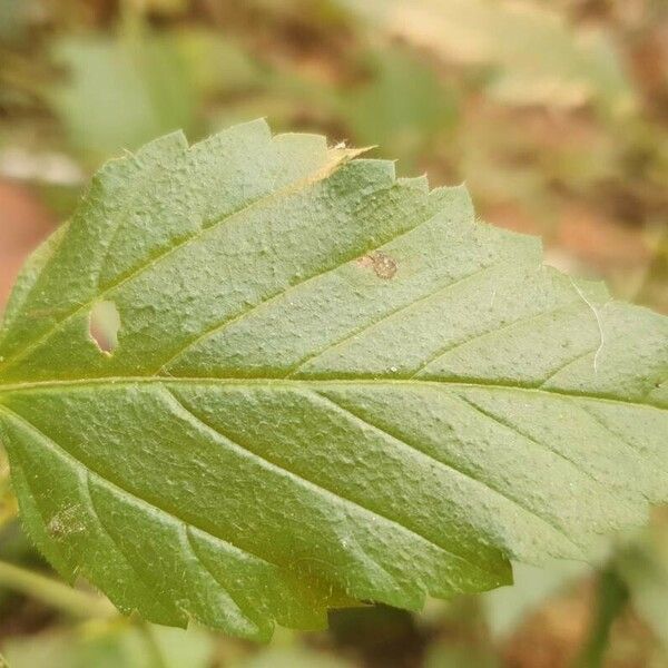 Malvastrum coromandelianum Листок