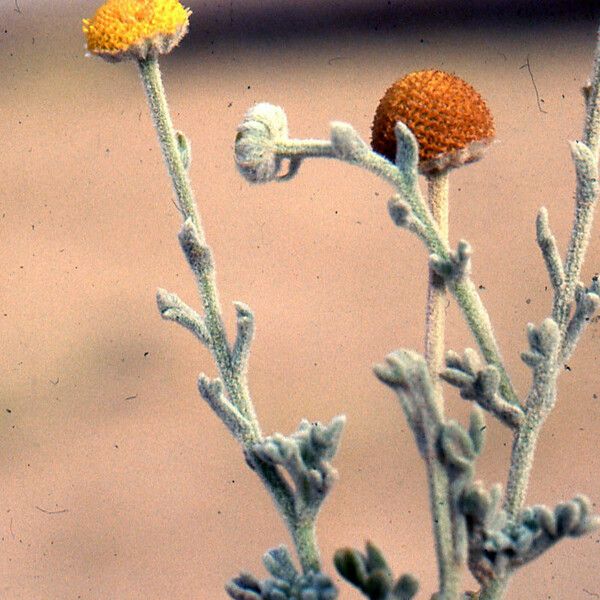 Brocchia cinerea Other