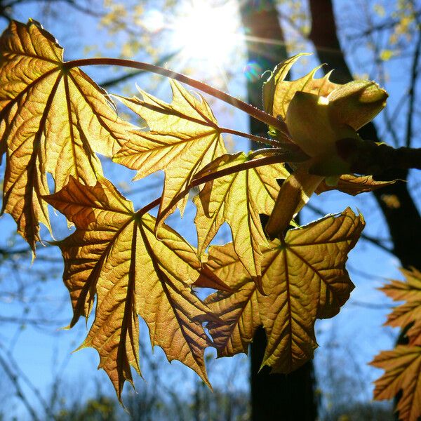 Acer platanoides List