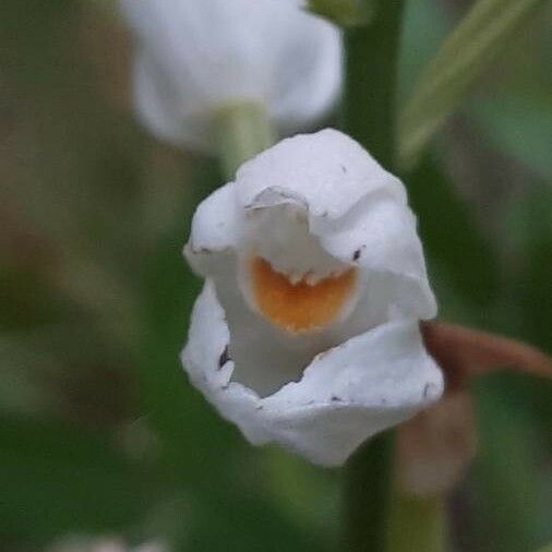 Cephalanthera longifolia Λουλούδι