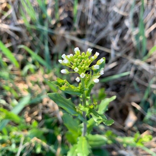 Thlaspi alliaceum Flower