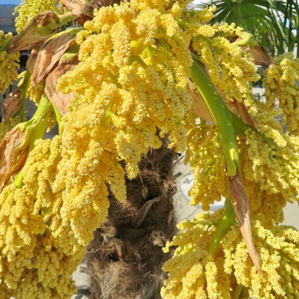 Trachycarpus fortunei Floro