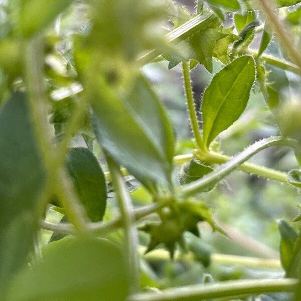 Asperugo procumbens 葉