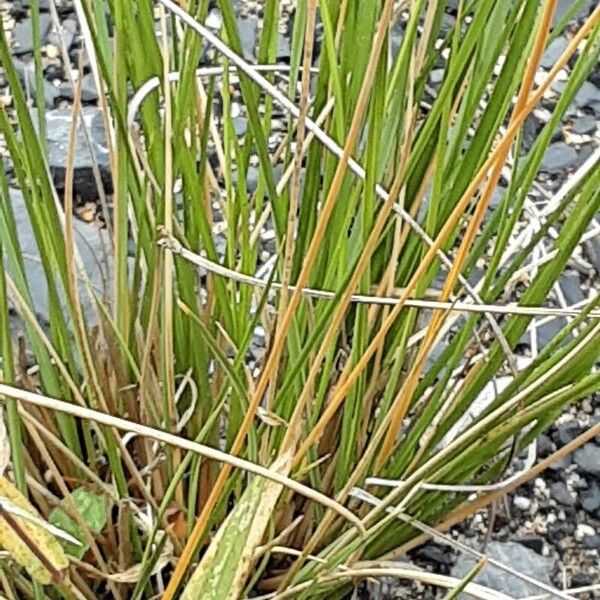 Setaria verticillata Habitus