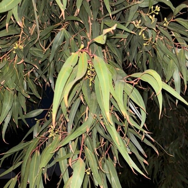 Corymbia citriodora 葉