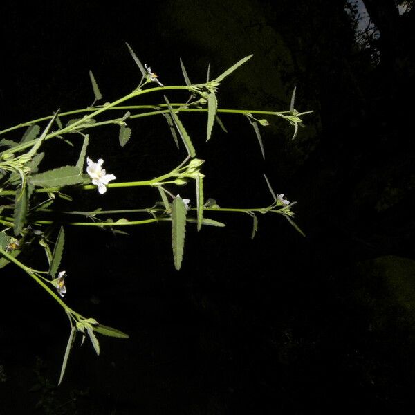 Sida rhombifolia Flower