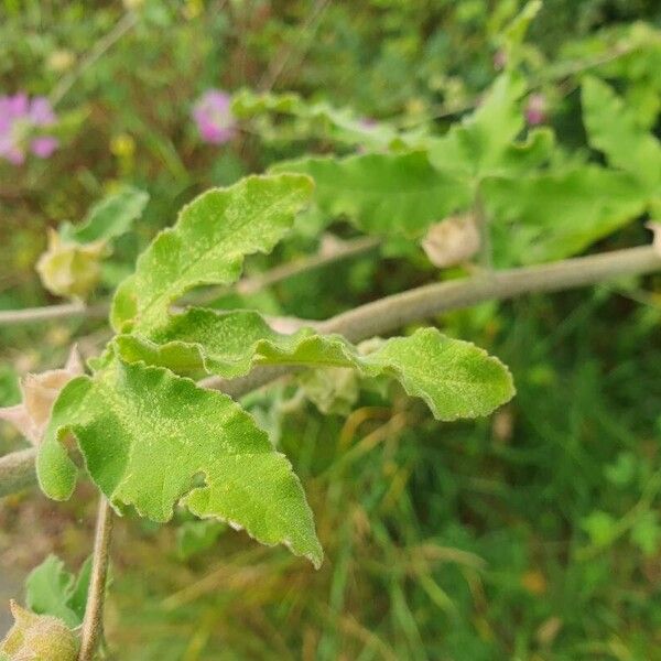 Malva unguiculata 葉