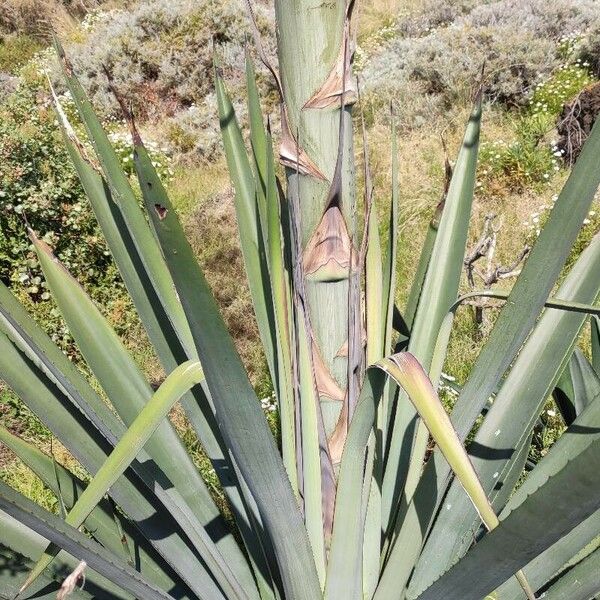 Agave sisalana Corteccia