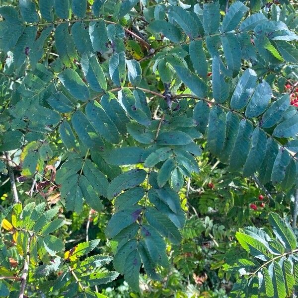 Sorbus aucuparia Лист