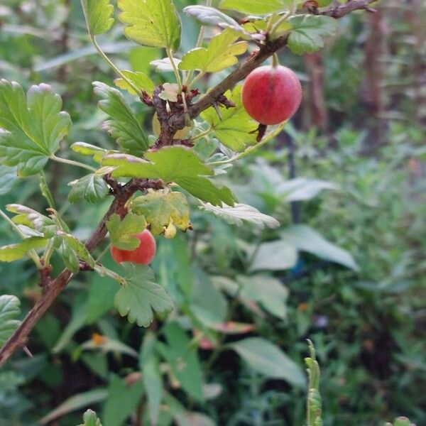 Ribes uva-crispa Fruit