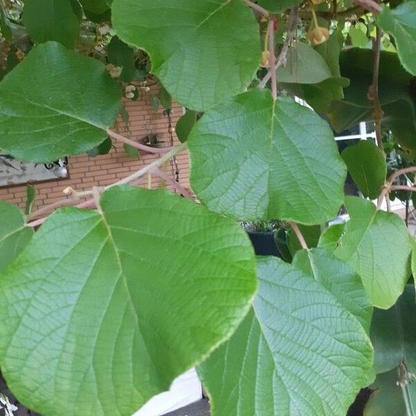 Actinidia chinensis 葉