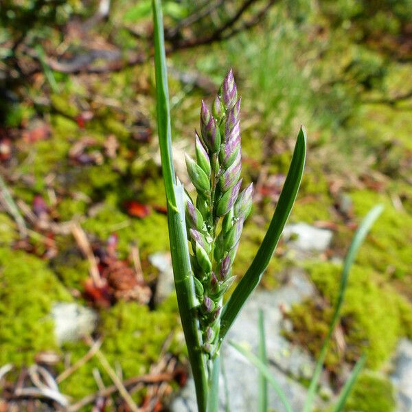 Poa alpina Blatt