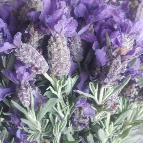 Lavandula stoechas Flower