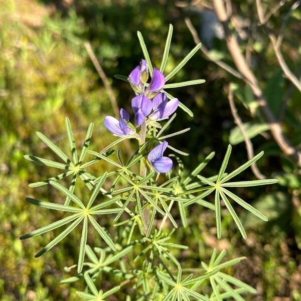 Lupinus angustifolius Habitus