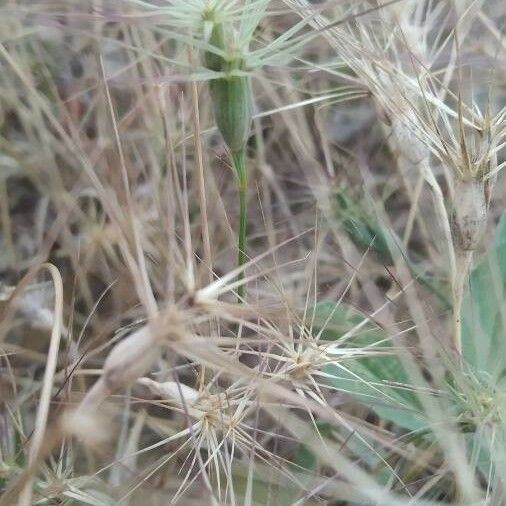 Aegilops neglecta Квітка