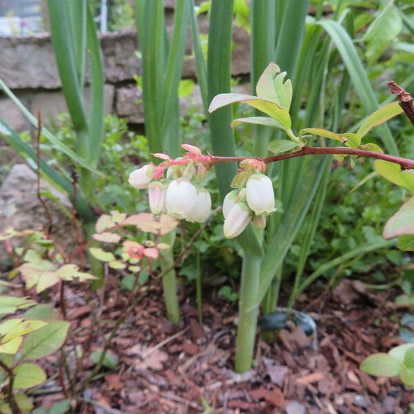 Vaccinium fuscatum Flors