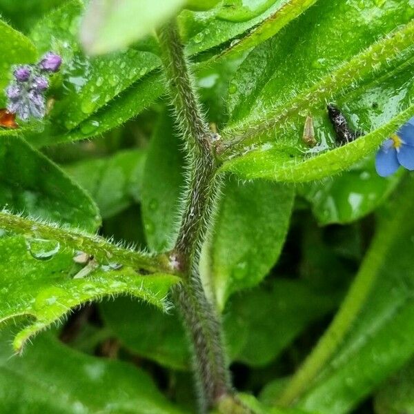 Myosotis alpestris Кора