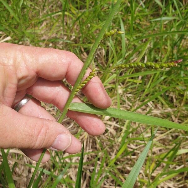 Urochloa eminii Tervik taim