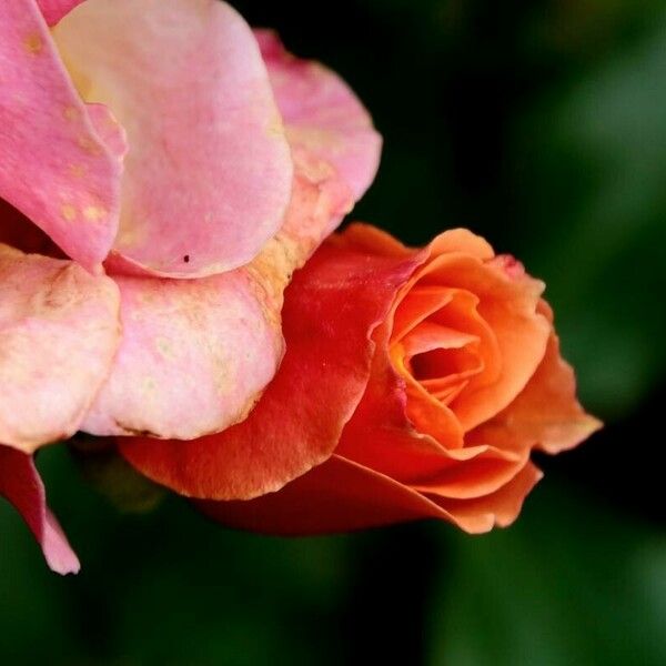 Rosa chinensis Flower