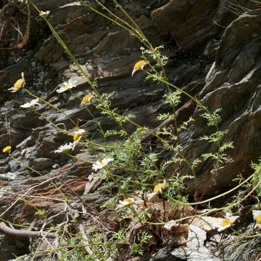 Leucanthemum monspeliense Anders