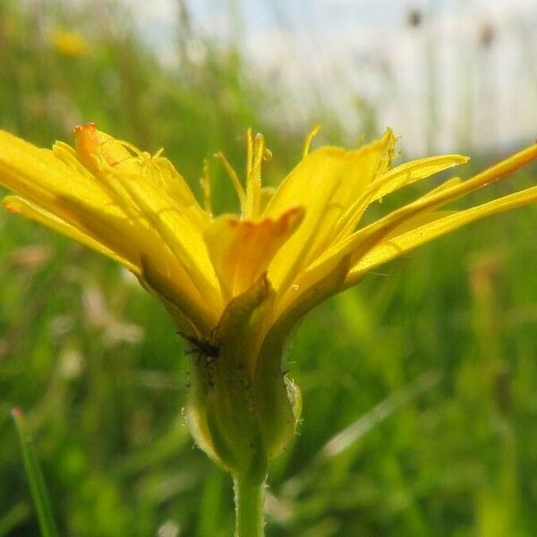 Scorzonera humilis Květ