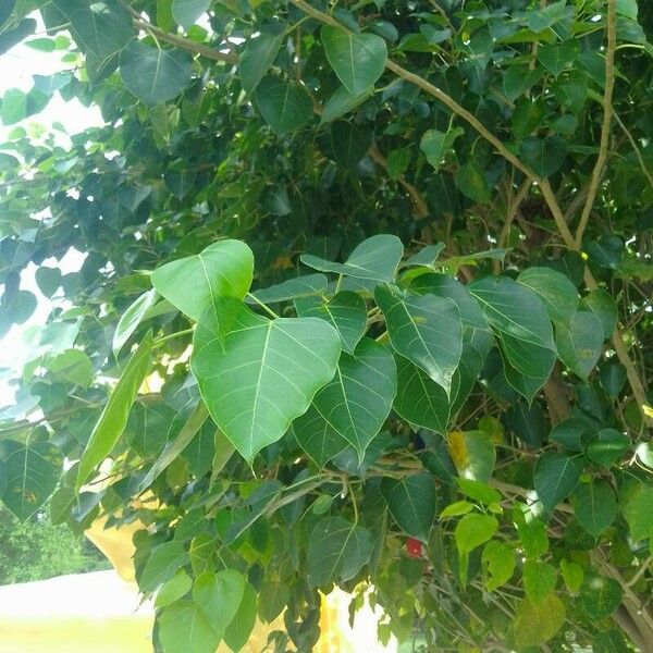 Ficus religiosa Blad