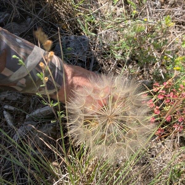 Allium cristophii Λουλούδι