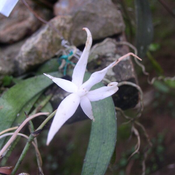 Aerangis gravenreuthii Flor