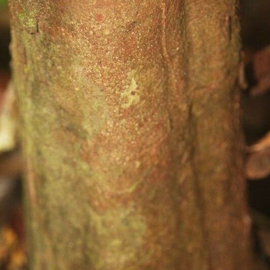 Iryanthera hostmannii Bark