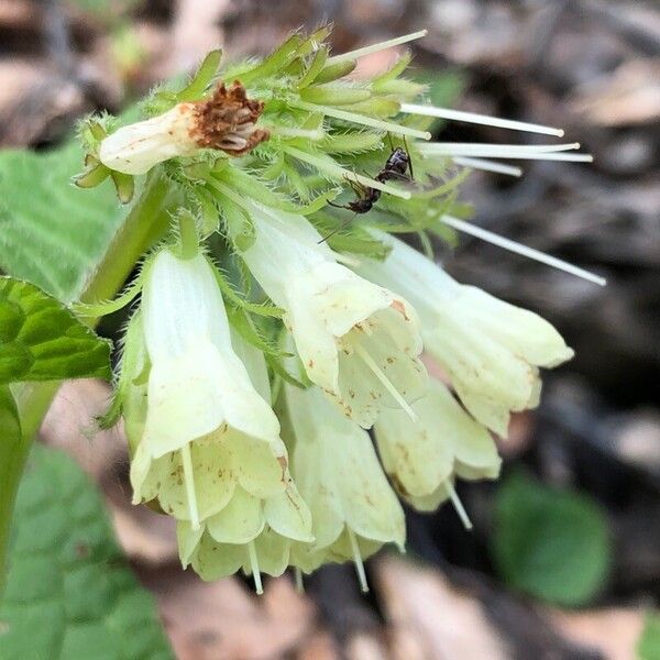 Symphytum grandiflorum Flower