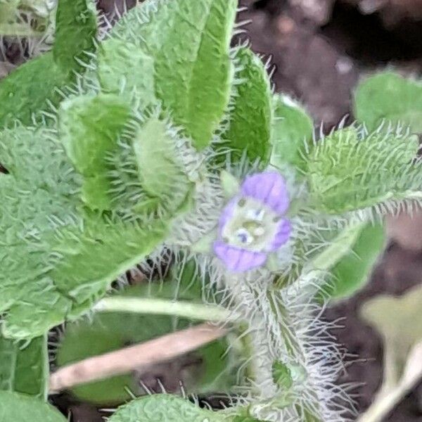 Veronica hederifolia Flor