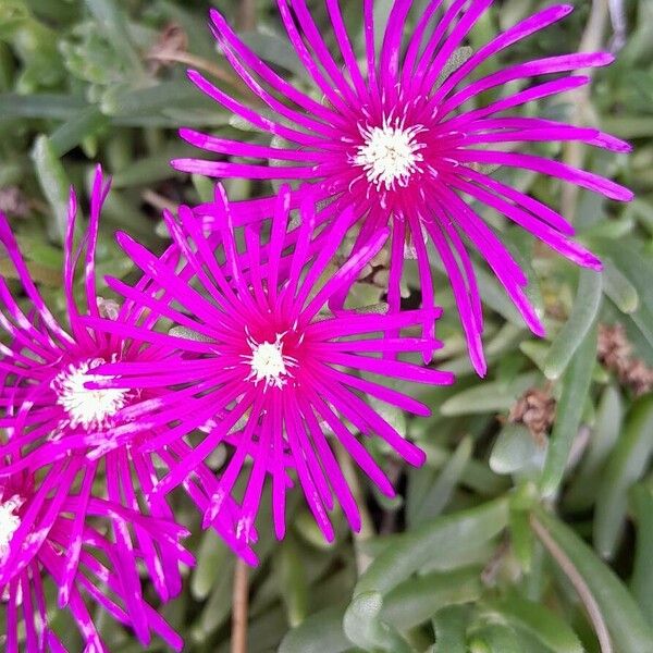 Delosperma cooperi ফুল