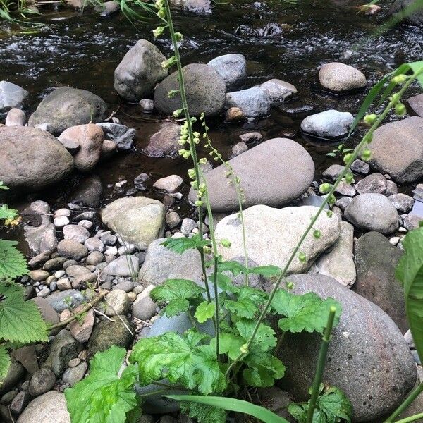 Tellima grandiflora Habitus