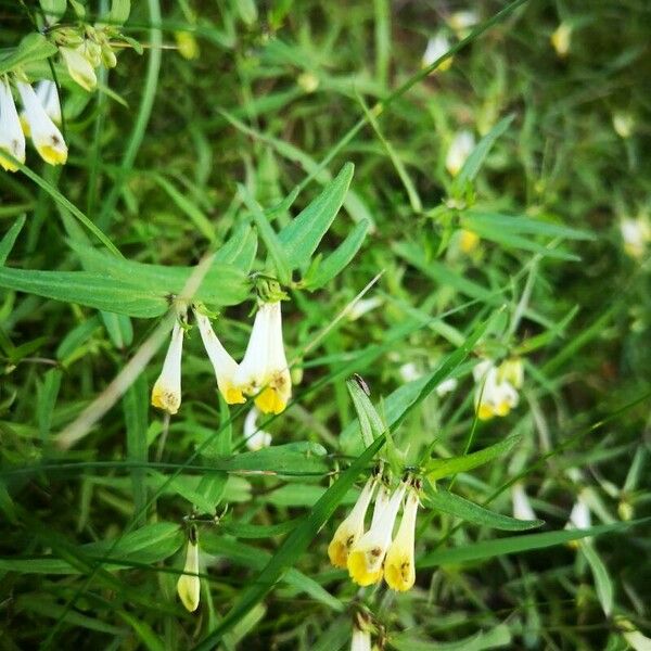 Melampyrum sylvaticum Blomma