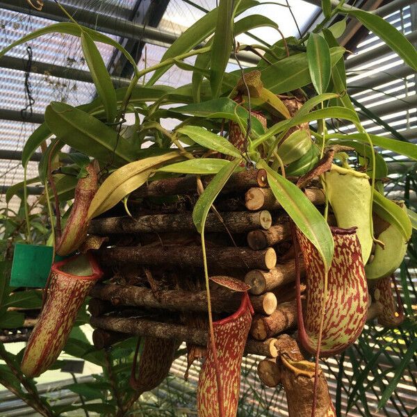 Nepenthes mirabilis Hábito