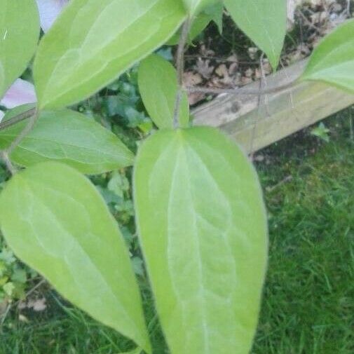 Clematis patens Fulla