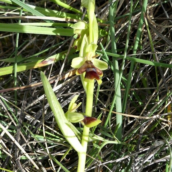 Ophrys insectifera Blatt