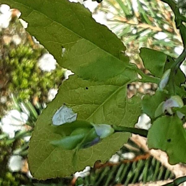 Vaccinium myrtillus Leaf