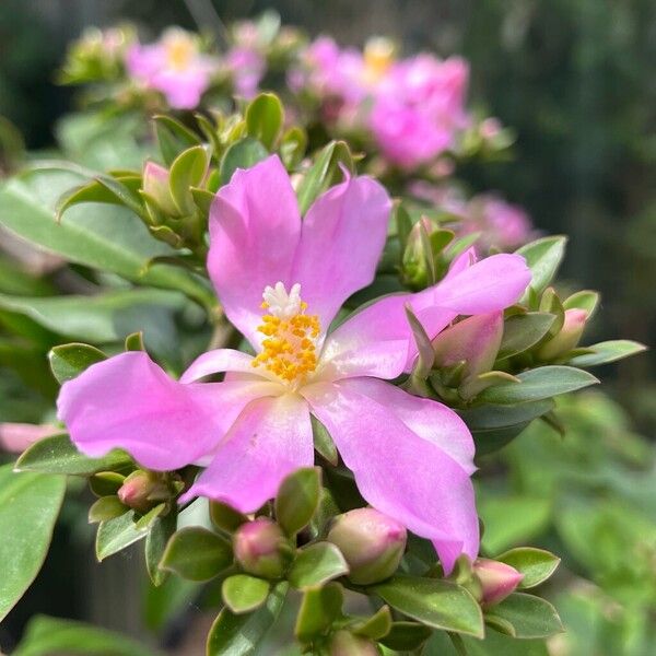 Rhodocactus grandifolius Blüte