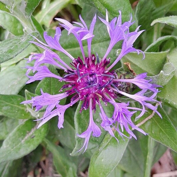 Centaurea triumfettii Flors