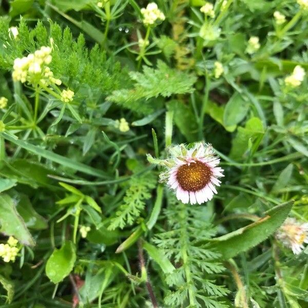 Erigeron uniflorus Кветка