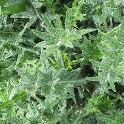 Cirsium vulgare পাতা