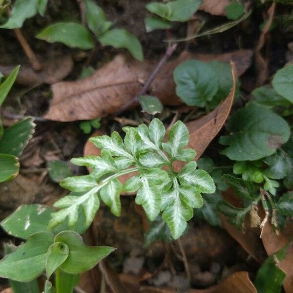 Pteris ensiformis Hostoa