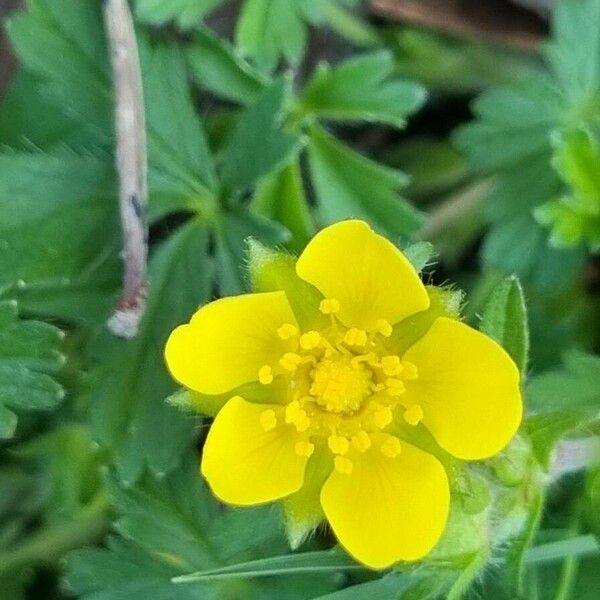 Potentilla verna Fleur