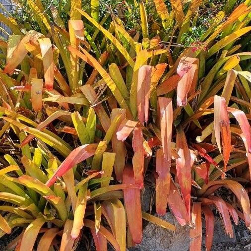 Aechmea blanchetiana Lapas