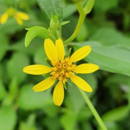 Silphium asteriscus Flower